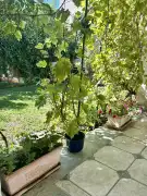 Pest megye - Vác
