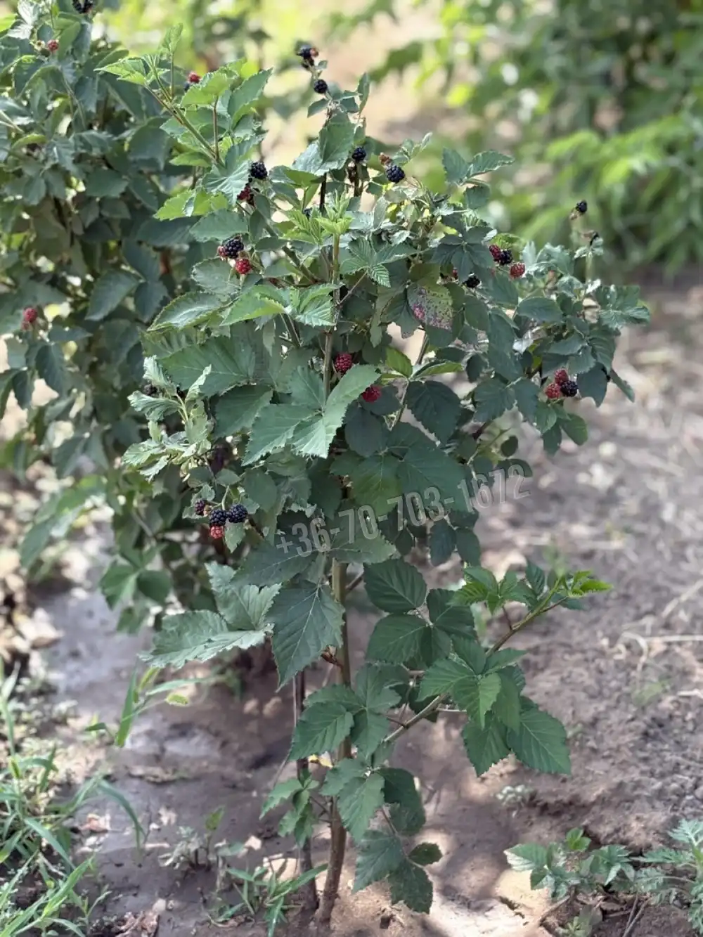Pest megye - Vámosmikola