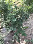 Pest megye - Vámosmikola