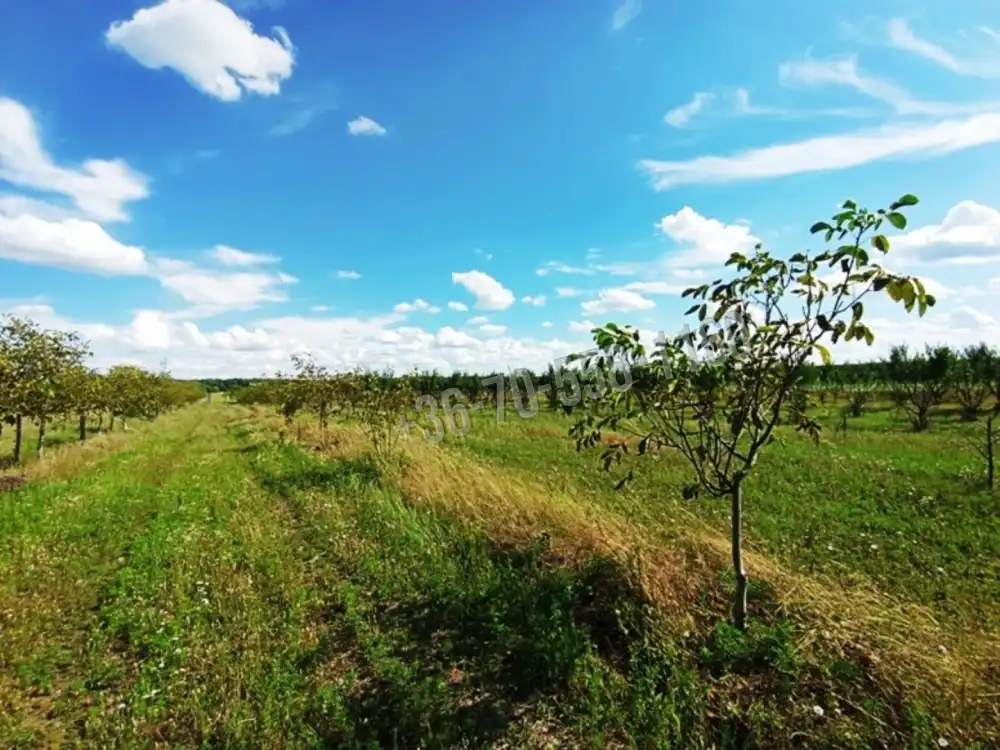 Pest megye - Sződ