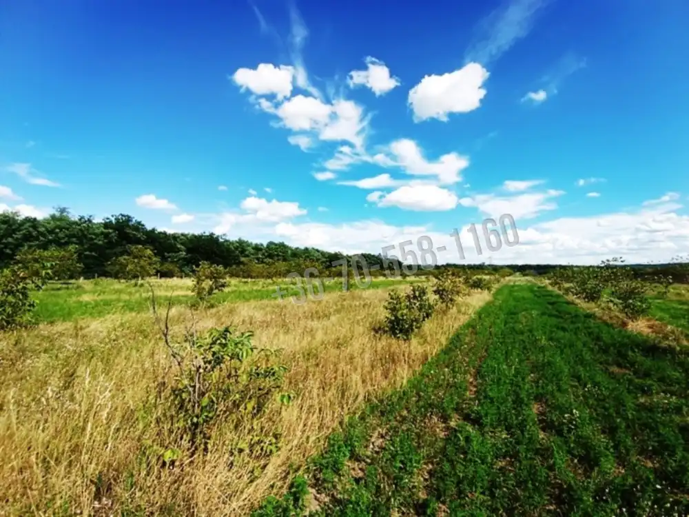 Pest megye - Sződ
