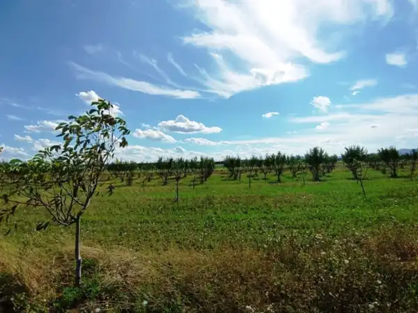 Eladó Legelő, Sződ 50000 m² 60 M Ft + Áfa