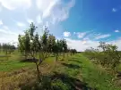 Pest megye - Sződ