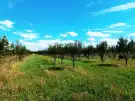 Pest megye - Sződ