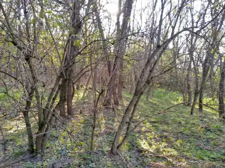 Eladó telek, Tésa 13219 m² 12.9 M Ft